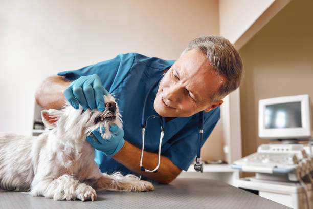 Best Emergency Treatment for Dental Infections or Abscesses in Goodyear, AZ